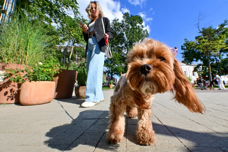 Как застройщики новостроек в Москве улучшают жизнь питомцев и их хозяев Как застройщики новостроек в Москве улучшают жизнь питомцев и их хозяев