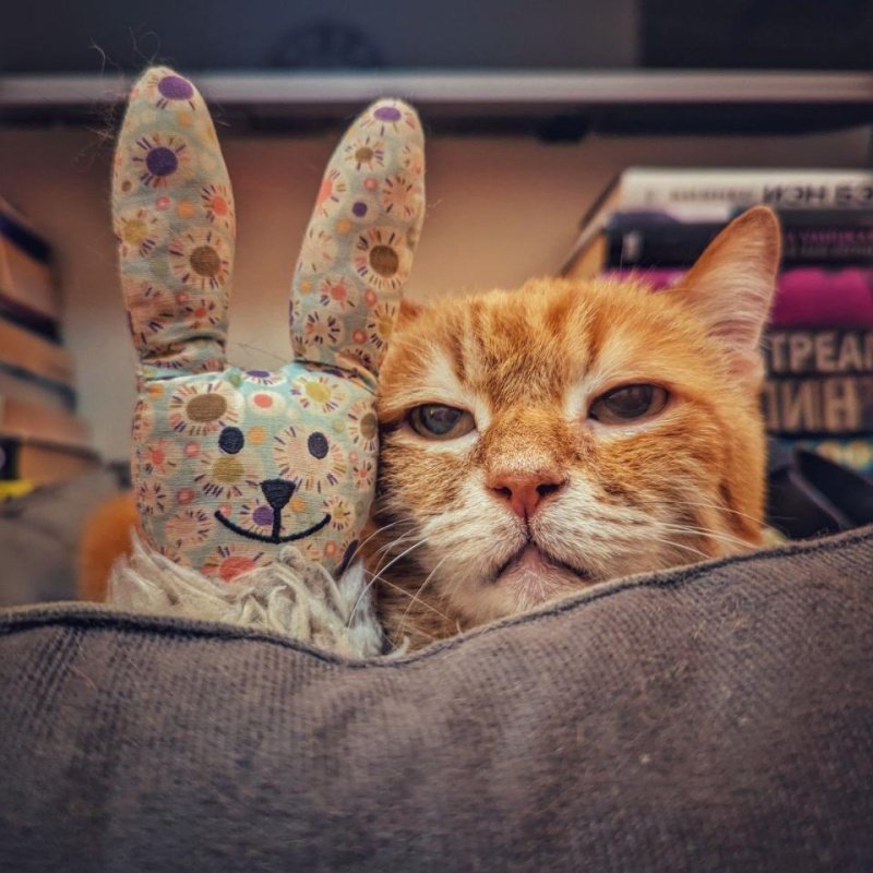 Кошка стала самым популярным домашним питомцем у жителей новостроек Кошка стала самым популярным домашним питомцем у жителей новостроек