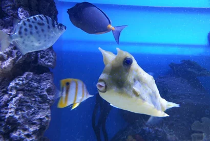 410 15409705_1137365529716781_393995938_o.jpg