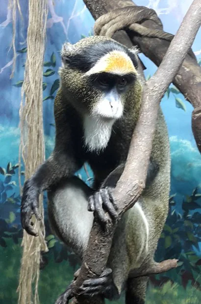 410 15416091_1137363989716935_543187438_n.jpg