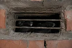 Птица в клетке: зоозащитники призвали строительные компании быть внимательнее при ремонте кровли и фасадов