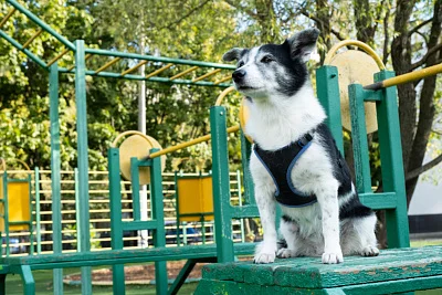 Пространство для питомцев: обеспечен комплексный подход к проектированию мест для выгула и дрессировки собак