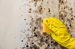 Почти четверть россиян страдает от плесени