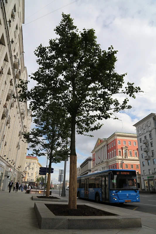 Тверская наполнилась ароматом лип