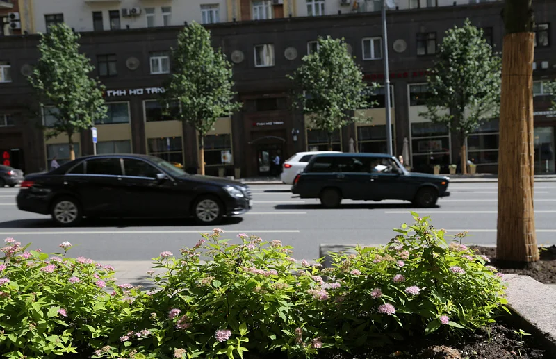 Тверская наполнилась ароматом лип