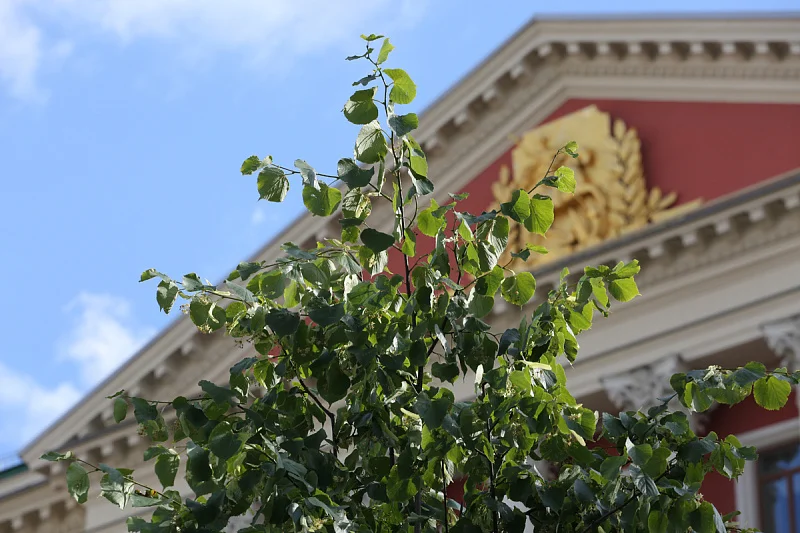 Тверская наполнилась ароматом лип