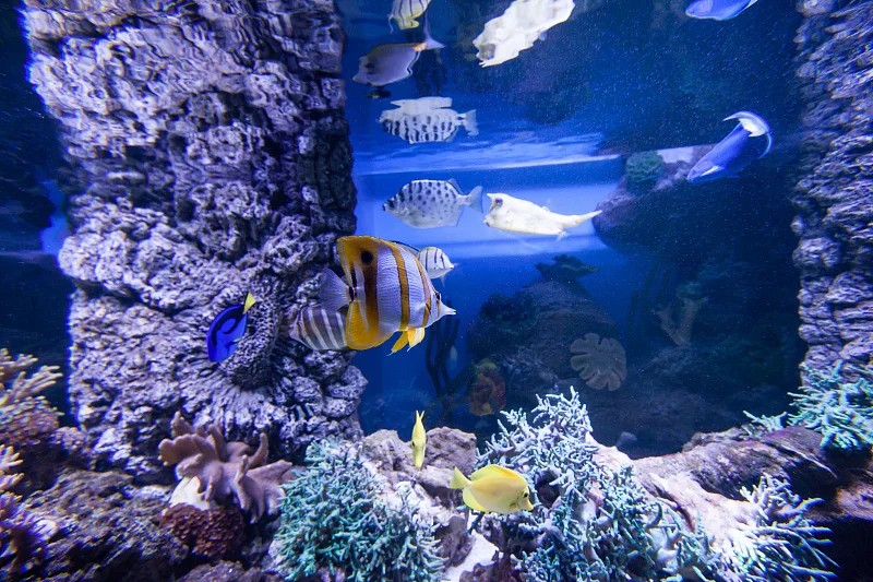 Океан впечатлений