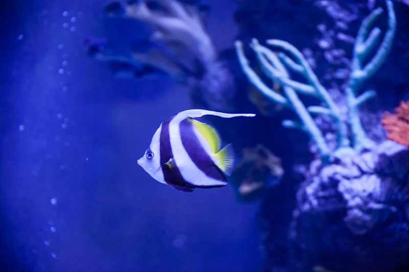 Океан впечатлений