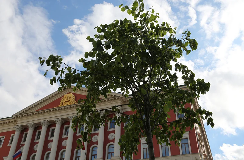 Тверская наполнилась ароматом лип