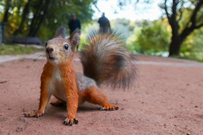 Зеленый каркас под давлением: на XVI Национальной премии по ландшафтной ...