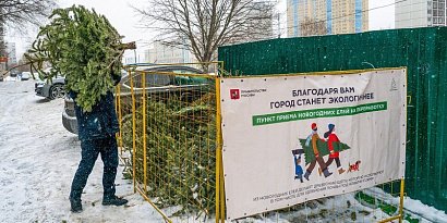 Москвичи сдали на утилизацию почти 50 тыс. новогодних елок 